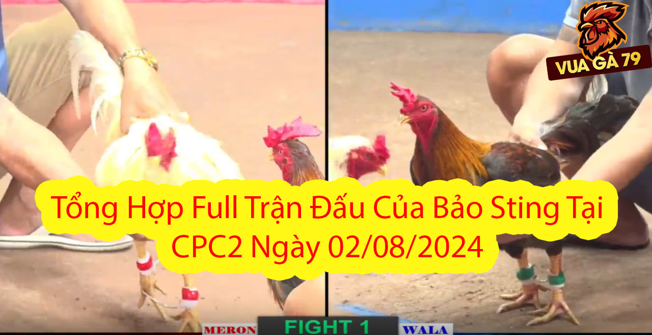 bảo sting