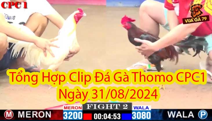 Tổng Hợp Clip Đá Gà Thomo CPC1 Ngày 31/08/2024