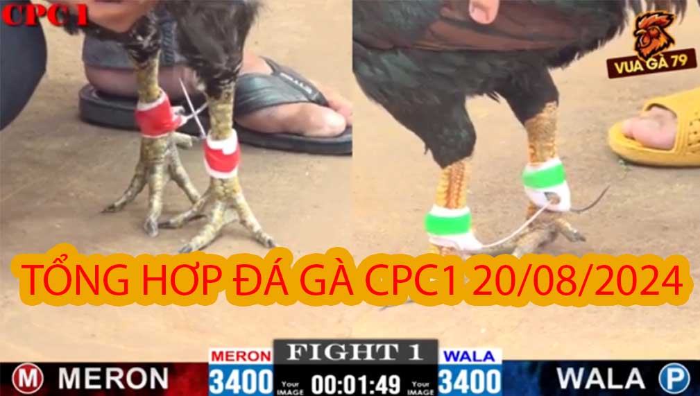 Tổng Hợp Clip Đá Gà CPC1 20/08/2024