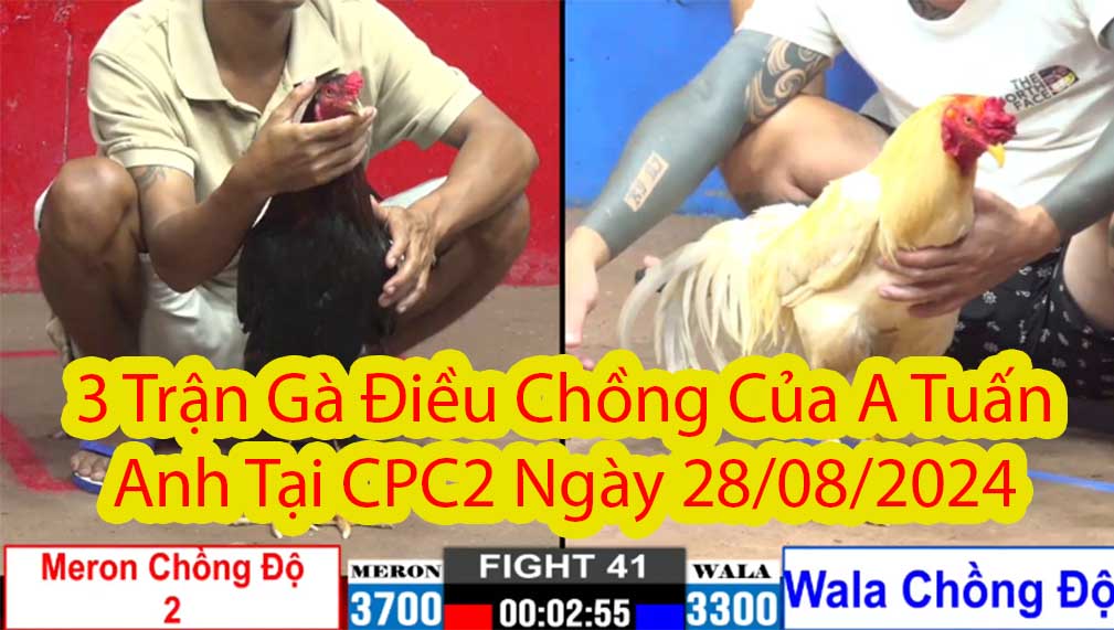 3 Trận Gà Điều Chồng Của A Tuấn Anh Tại CPC2 Ngày 28/08/2024