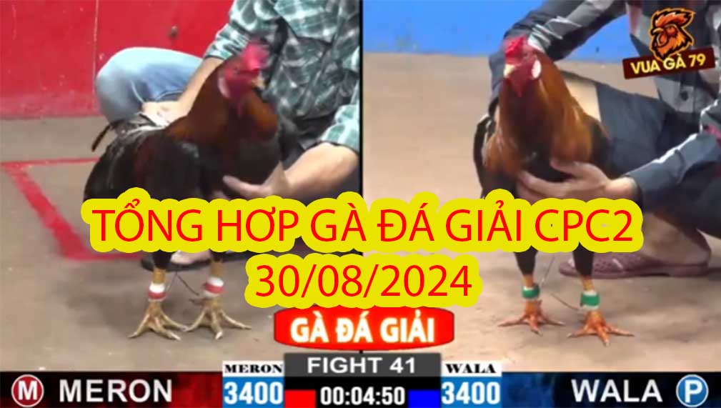 Tổng Hợp Clip Gà Đá Giải CPC2 Ngày 30/08/2024