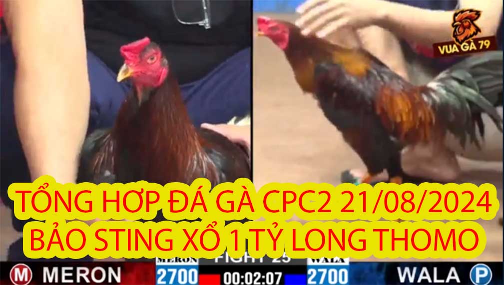 bảo sting xổ 1 tỷ long thomo