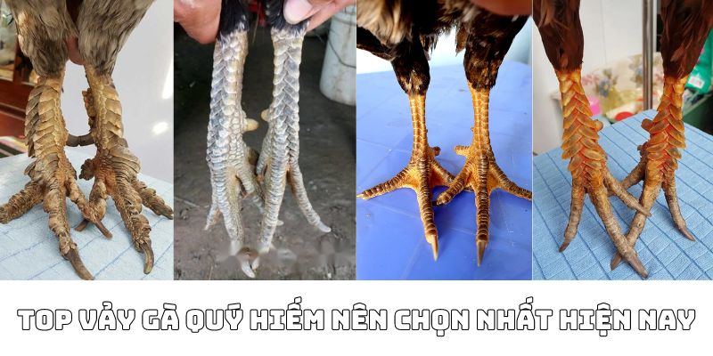 vảy gà quý hiếm
