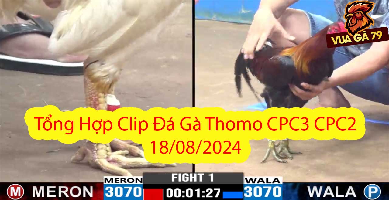 Tổng Hợp Clip Đá Gà Thomo CPC3 CPC2 18/08/2024