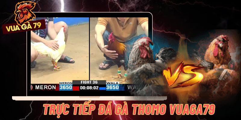 trực tiếp đá gà thomo
