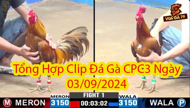 Tổng Hợp Clip Đá Gà CPC3 Ngày 03/09/2024