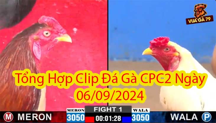 Tổng Hợp Clip Đá Gà CPC2 Ngày 06/09/2024