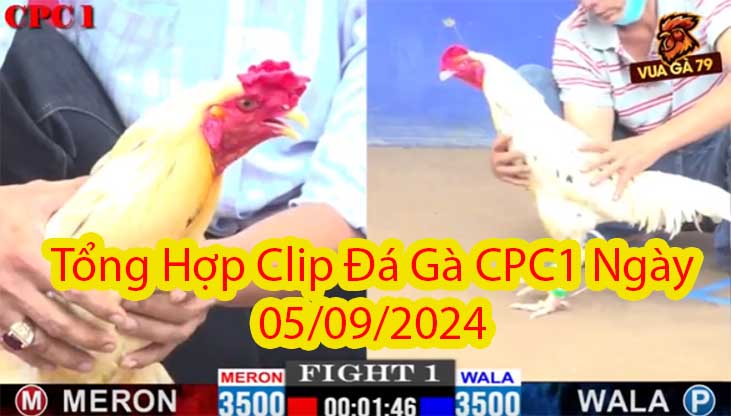 Tổng Hợp Clip Đá Gà CPC1 Ngày 05/09/2024