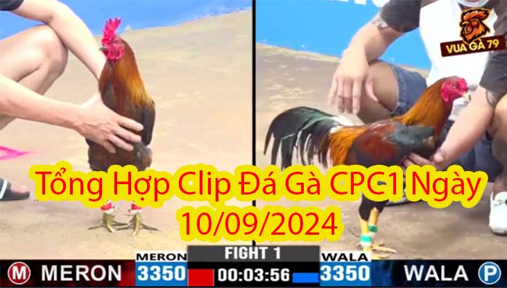 Tổng Hợp Clip Đá Gà CPC1 Ngày 10/09/2024