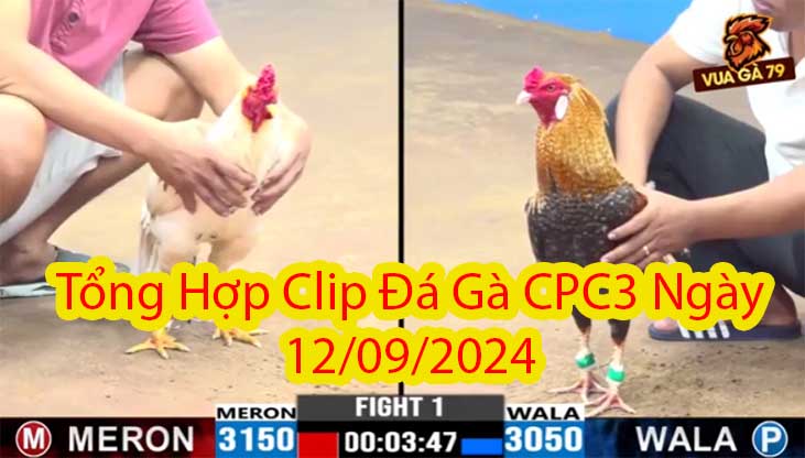 Tổng Hợp Clip Đá Gà CPC3 Ngày 12/09/2024