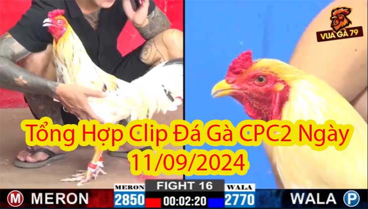 Tổng Hợp Clip Đá Gà CPC2 Ngày 11/09/2024