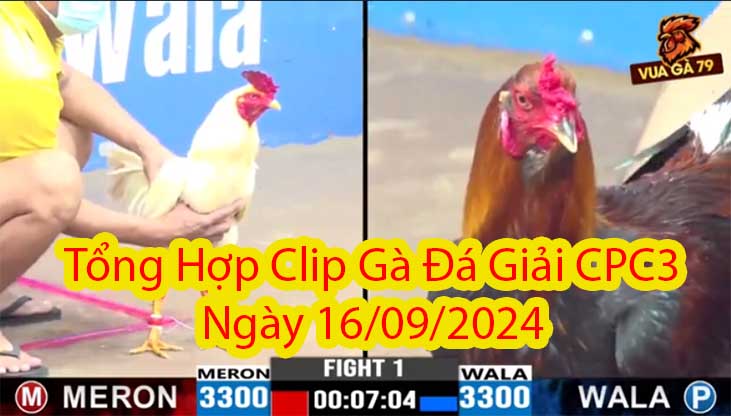 Tổng Hợp Clip Gà Đá Giải CPC3 Ngày 16/09/2024