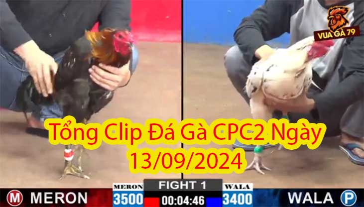Tổng Clip Đá Gà CPC2 Ngày 13/09/2024