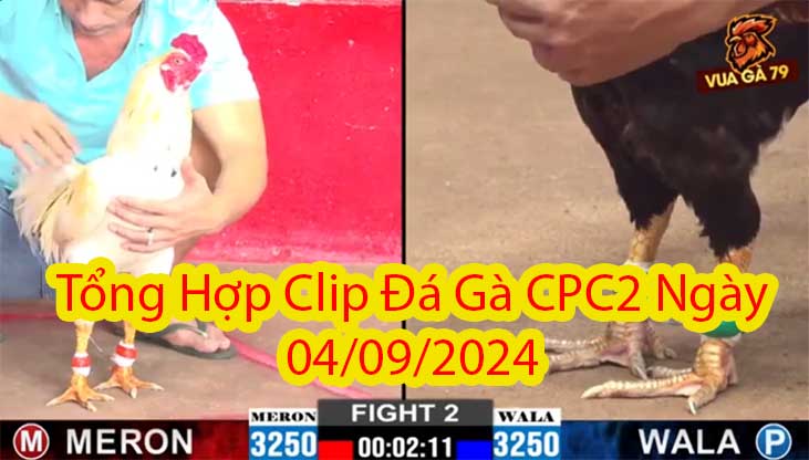 Tổng Hợp Clip Đá Gà CPC2 Ngày 04/09/2024