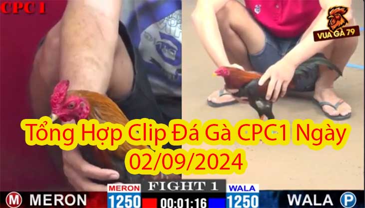 Tổng Hợp Clip Đá Gà CPC1 Ngày 02/09/2024