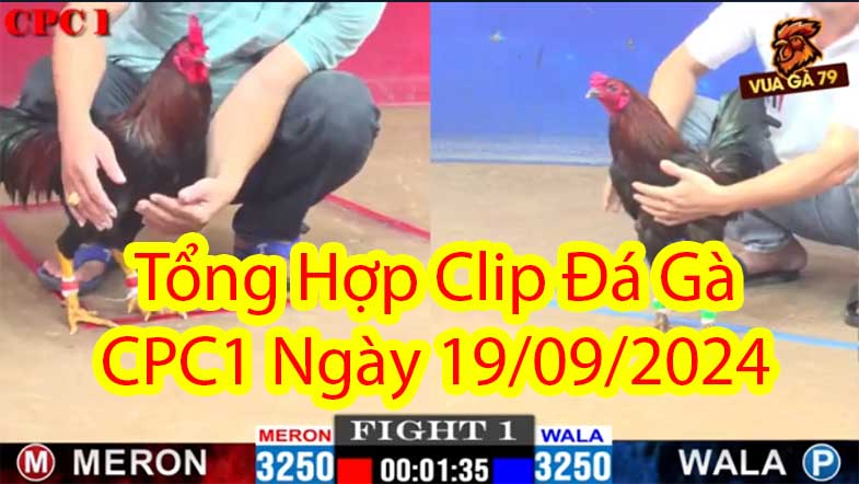 Tổng Hợp Clip Đá Gà CPC1 Ngày 19/09/2024