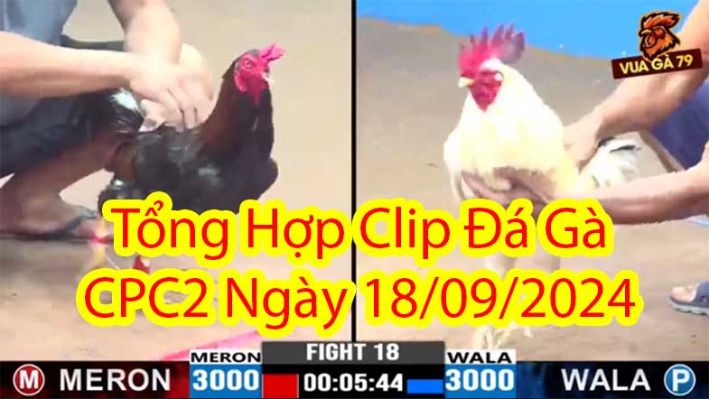 Tổng Hợp Clip Đá Gà CPC2 Ngày 18/09/2024