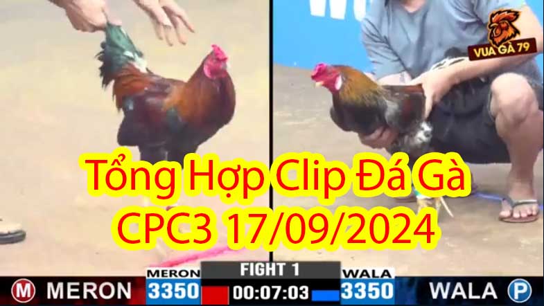 Tổng Hợp Clip Đá Gà CPC3 17/09/2024