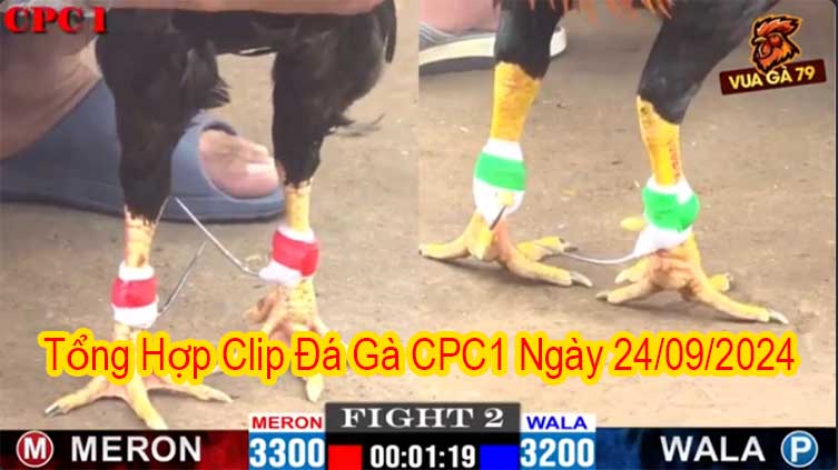 Tổng Hợp Clip Đá Gà CPC1 Ngày 24/09/2024