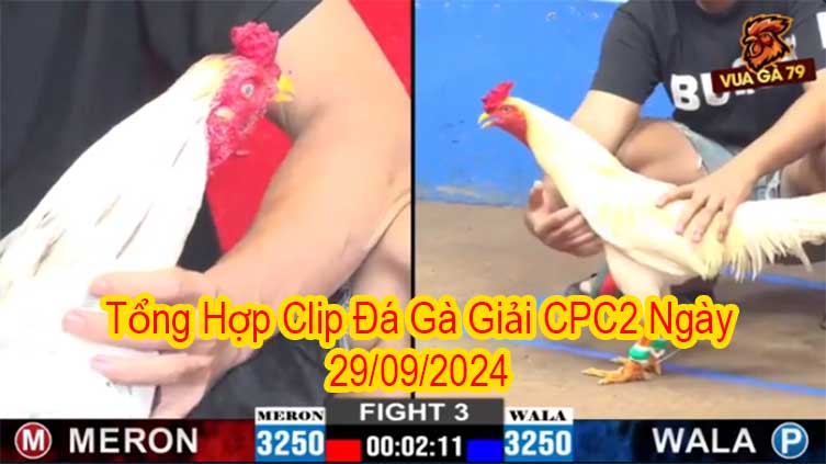 Tổng Hợp Clip Đá Gà Giải CPC2 Ngày 29/09/2024