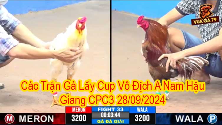 Các Trận Gà Lấy Cup Vô Địch A Nam Hậu Giang CPC3 28/09/2024