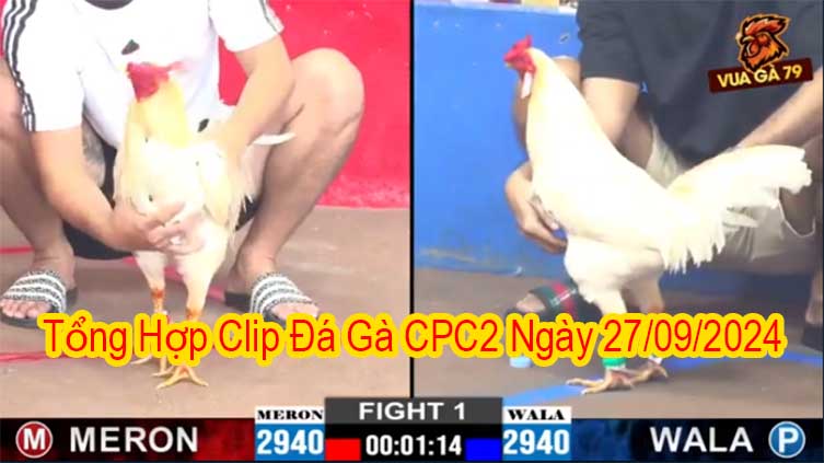 Tổng Hợp Clip Đá Gà CPC2 Ngày 27/09/2024