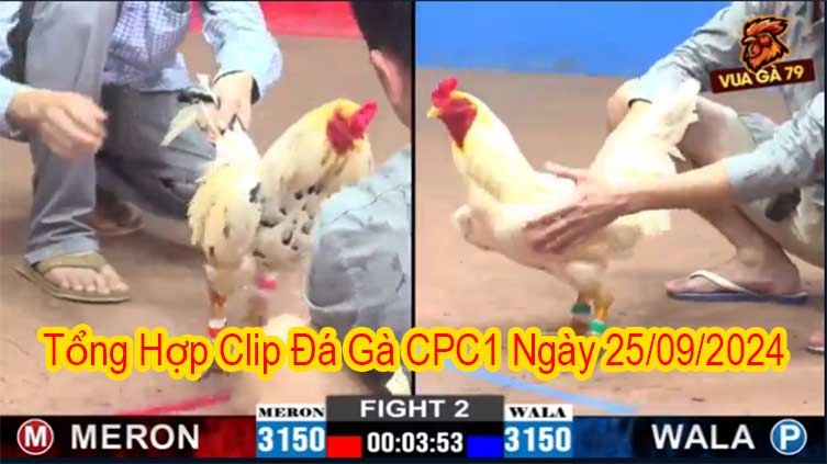 Tổng Hợp Clip Đá Gà CPC1 Ngày 25/09/2024