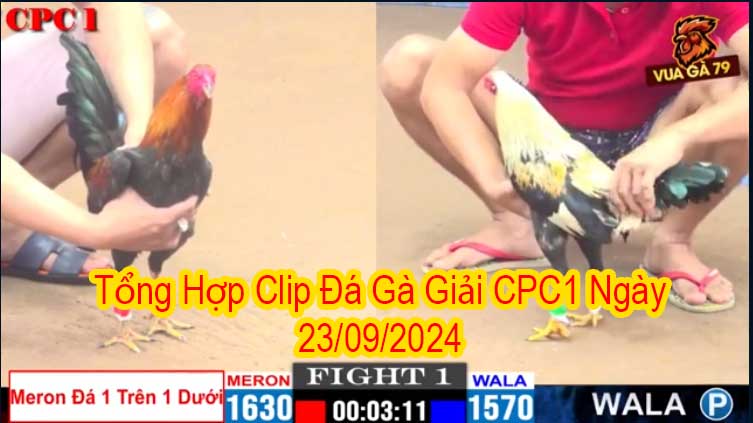 Tổng Hợp Clip Đá Gà Giải CPC1 Ngày 23/09/2024