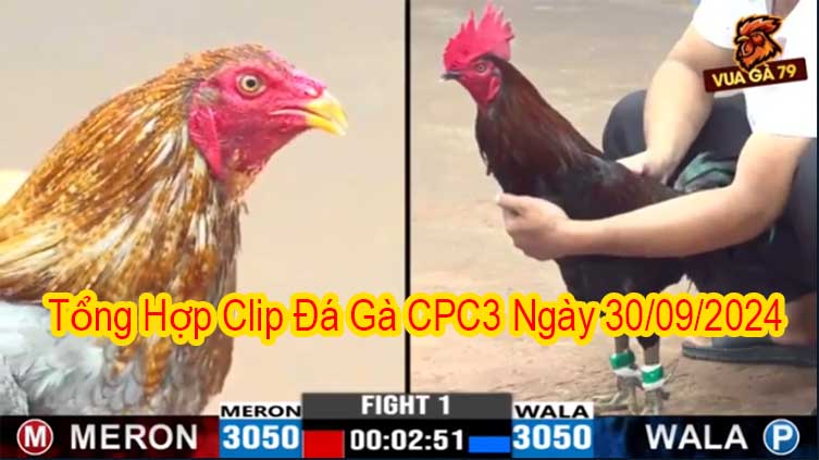 Tổng Hợp Clip Đá Gà CPC3 Ngày 30/09/2024