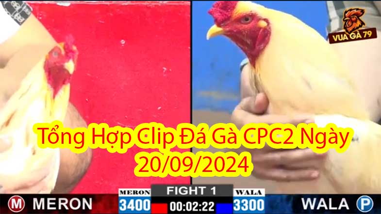Tổng Hợp Clip Đá Gà CPC2 Ngày 20/09/2024