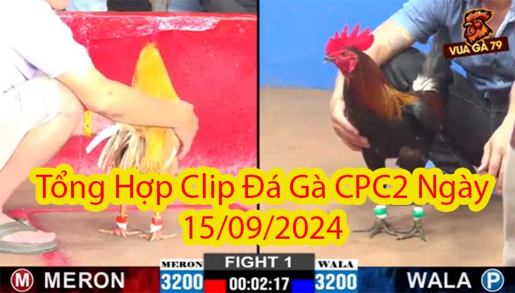 Tổng Hợp Clip Đá Gà CPC2 Ngày 15/09/2024