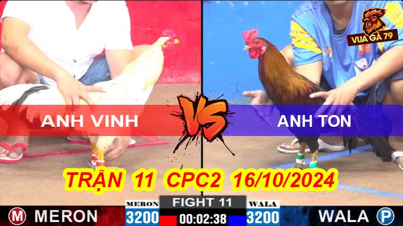 Trận 11 CPC2 16/10/2024 – Gà Anh Ton Đá Cực Chiến