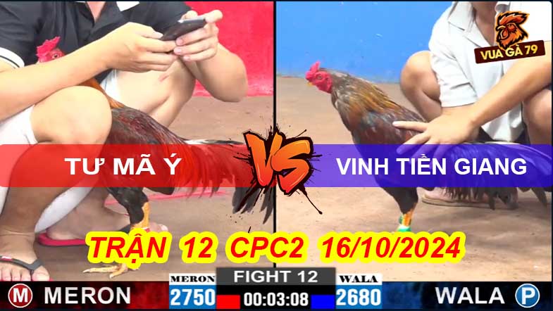 Trận 12 CPC2 16/10/2024 – Gà Tư Mã Ý Bị Đối Thủ Hạ Sau 3 Cựa