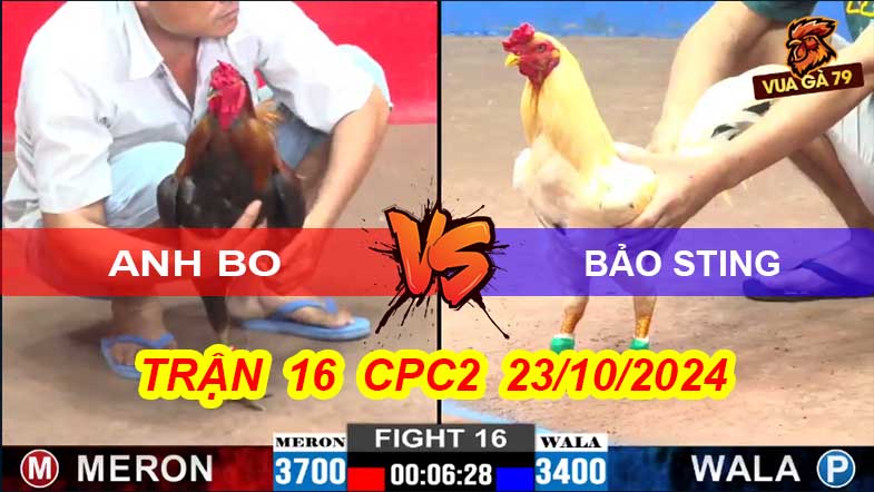 Trận 16 CPC2 23/10/2024 – Lệch 400g Bảo Sting Bị Hạ