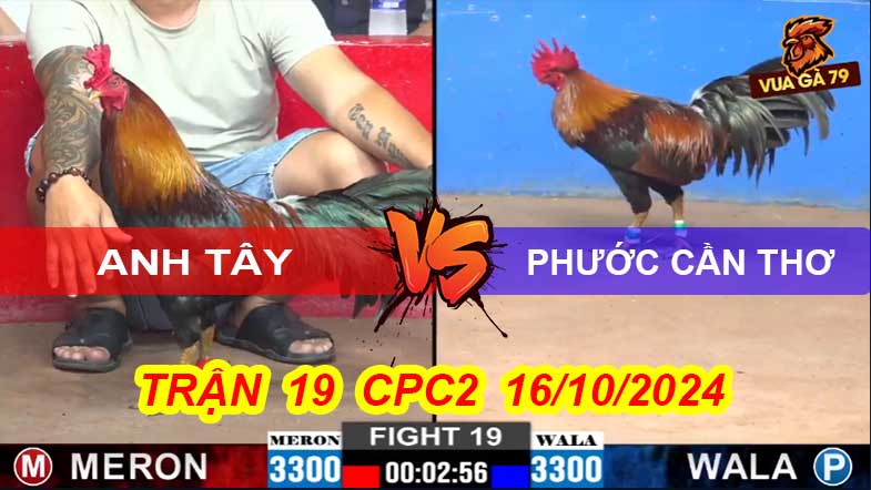 Trận 19 CPC2 16/10/2024 – Gà Phước Cần Thơ Bị Phản Kèo