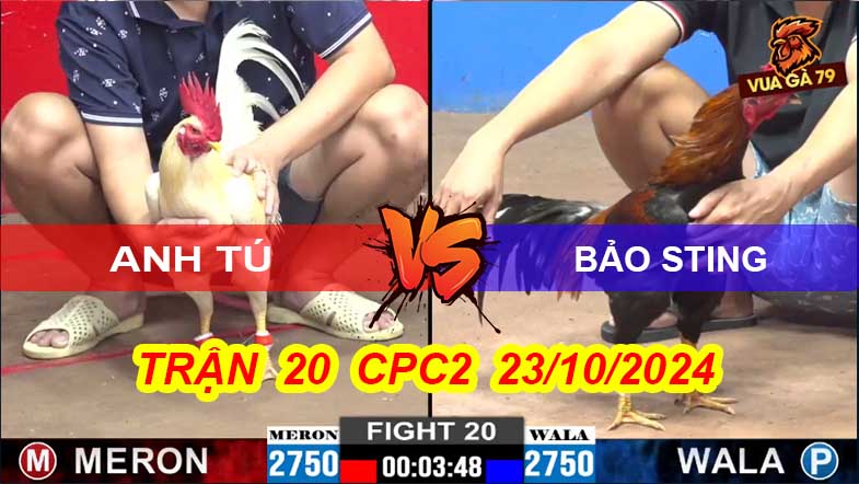 Trận 20 CPC2 23/10/2024 – Gà Bảo Sting Đá 3 Chân Chết