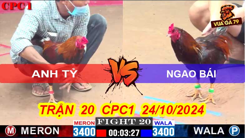 Trận 20 CPC1 24/10/2024 – Gà Ngao Bái Đá Chết Gà A Tỷ Tại Chỗ