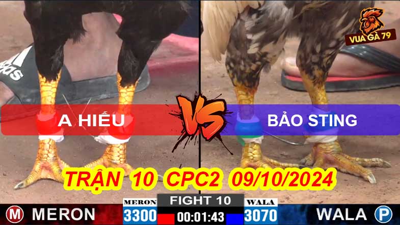 Trận 10 CPC2 09/10/2024 – Gà Bông Của Bảo Sting Đá 3 Giò Lụm
