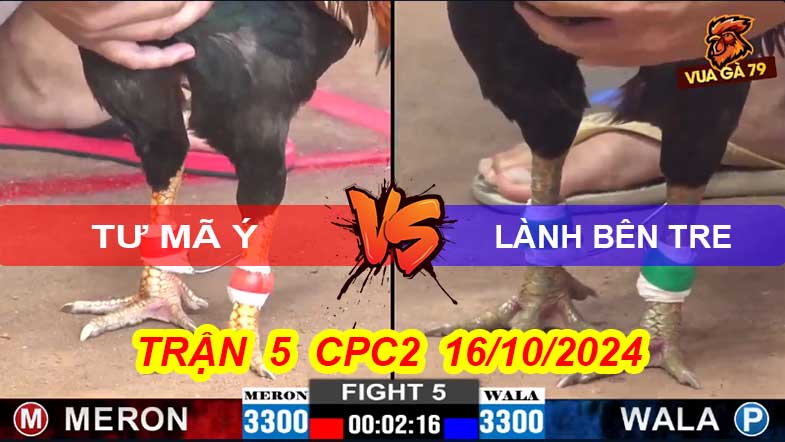 Trận 5 CPC2 16/10/2024 –Gà Tư Mã Ý Canh Đâm Gục Đối Thủ