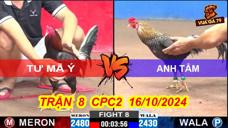 Trận 8 CPC2 16/10/2024 – Gà Tư Mã Ý Đâm Đối Thủ Chết Tại Chỗ