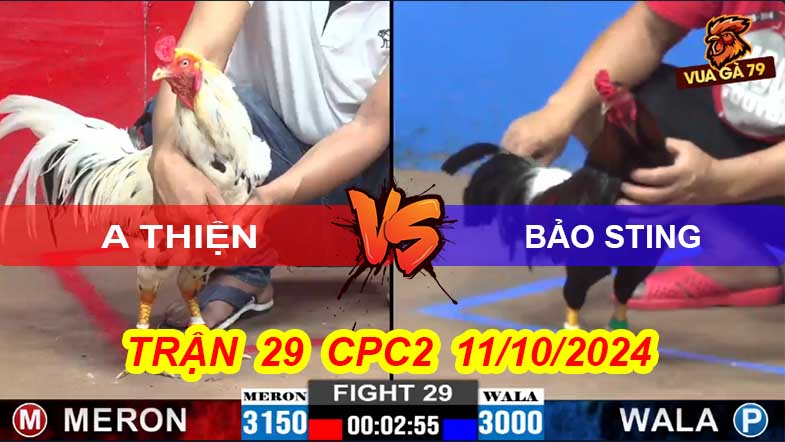 Trận 29 CPC2 11/10/2024 – Gà Bảo Sting Bị Đá Hư Hình