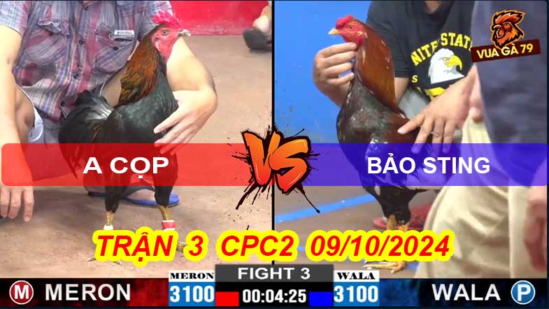 Trận 3 CPC2 09/10/2024 – Gà Anh Cọp Đá Gà Bảo Sting Chết Liền