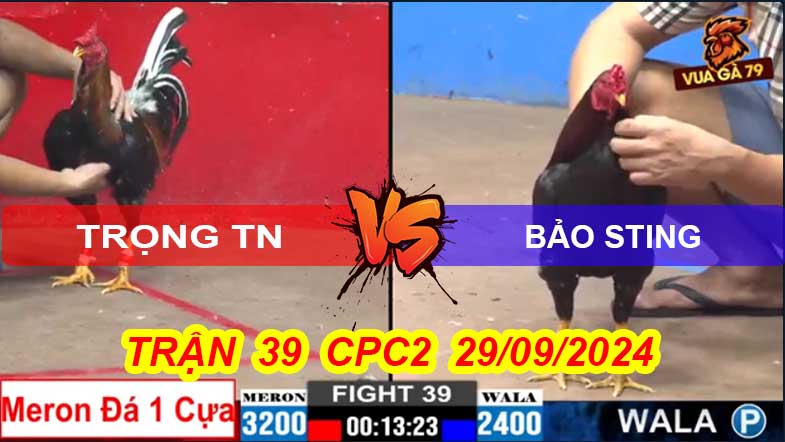 Trận 39 CPC2 29/09/2024 – Đẳng Cấp Gà Anh Bảo Sting Chấp 800gam