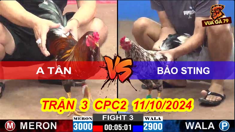 Trận 3 CPC2 11/10/2024 – Gà Bông Bảo Sting Hạ Gà A Tân