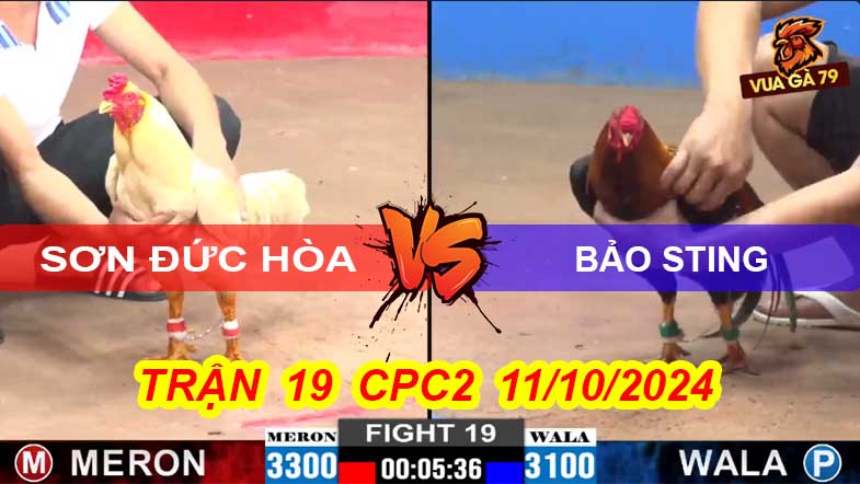 Trận 19 CPC2 11/10/2024 –Gà Bảo Sting Bị Đá Văng Khỏi Bồ