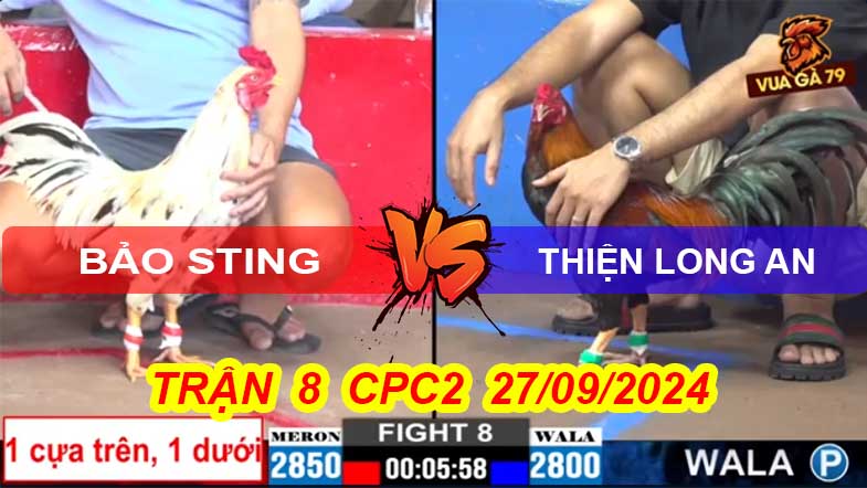 Trận 8 CPC2 27/09/2024 – Gà Bảo Sting 1 Chân Cứu Chủ