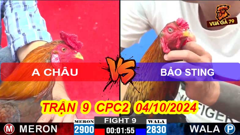 Trận 9 CPC2 04/10/2024 – Gà Ông Vua Wala Bị Hạ