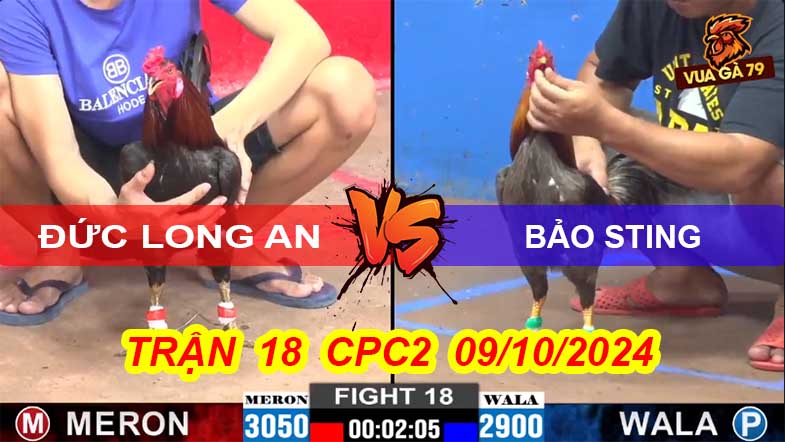 Trận 18 CPC2 09/10/2024 – Gà Bảo Sting Bị Gà Đức L.A Hạ