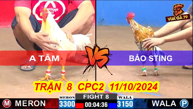 Trận 8 CPC2 11/10/2024 – Gà Bảo Sting Đá Đối Thủ Gục Tại Chỗ