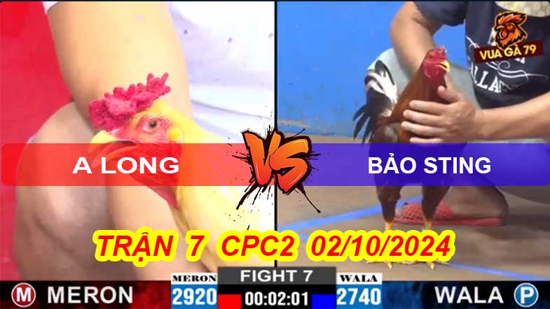 Trận 7 CPC2 02/10/2024 – Gà Bảo Sting Làm Thịt Đối Thủ Khi Về Đúng Kèo